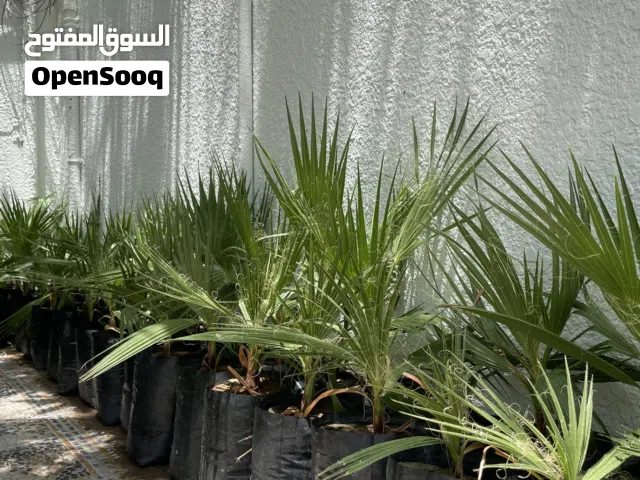 أشجار زينة (واشنطونيا)