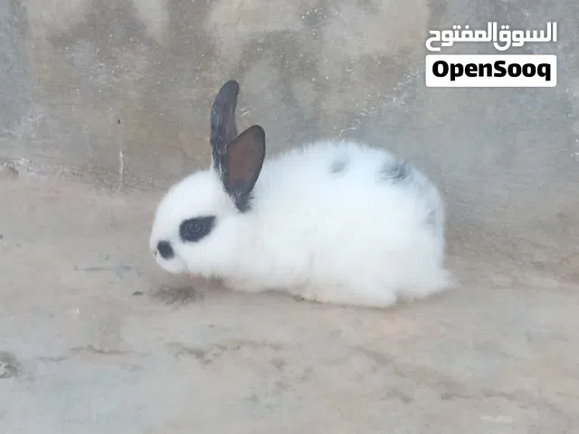 أرنب بابيون هجين