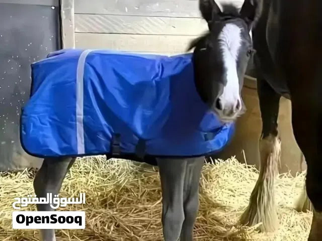 جاكيت تدفئة شتوي للمواشي والخيول