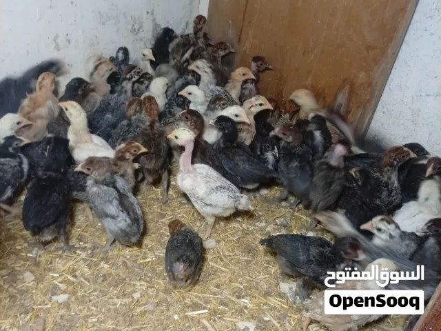 موجود صيصان بلدي وابو رقيبه صلاه النبي صحه ونظافه