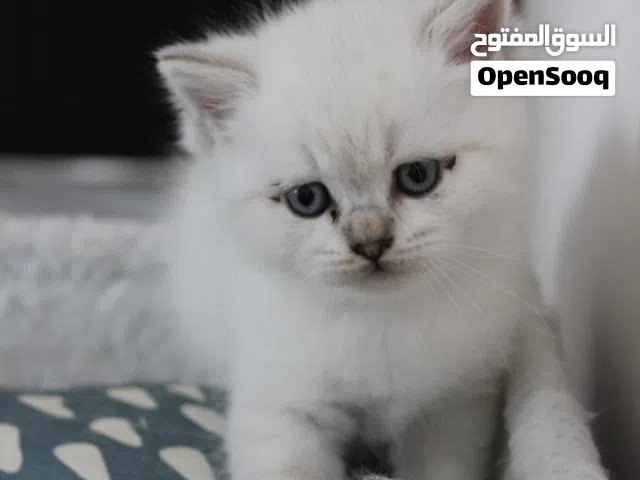 Scottish ( Fold - Straight ) cats for sale Date of Birth (26/12/2025)