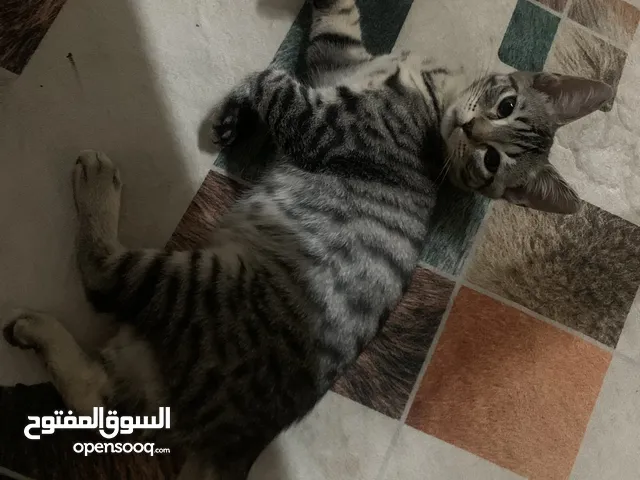قطط للتبني
