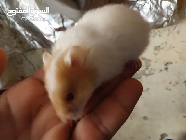 هامستر بارخص الاسعار