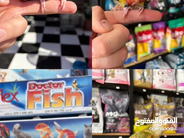 متوفر لدينا تشكيله طيور جميله