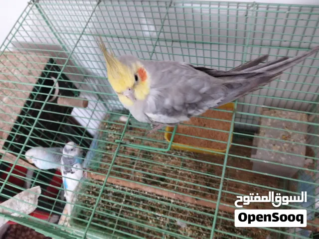 كوكتيل وا زوج طير حب