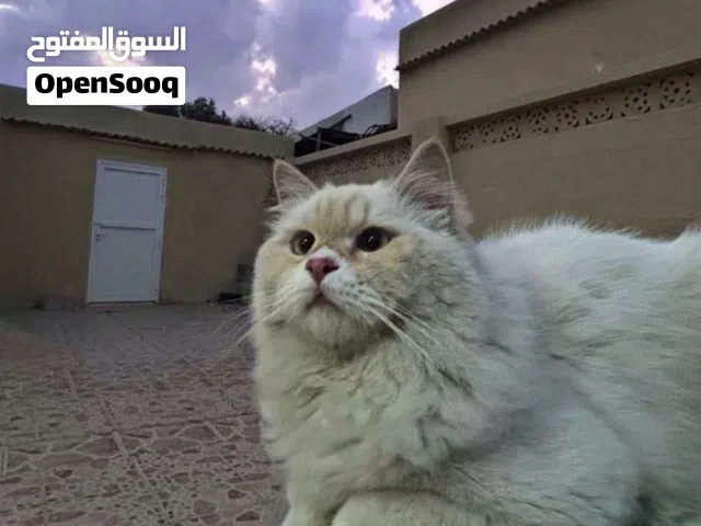 قط ذكر للتبني