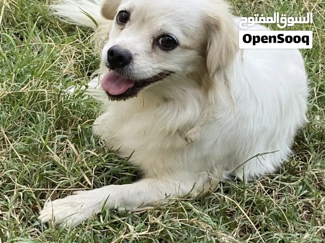 كلب زينه  مجانا مجانا مجانا مجانا)اليف مجانا(بيكاشي مميز) النوع : هجين بيكازي مع لون وشعر طويل