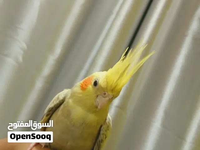 كوكتيل اليف يصلح للجهال