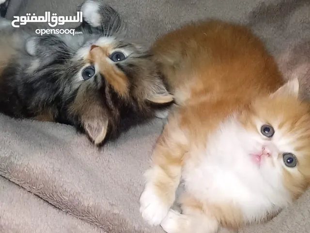 قطط للتبني شراز فارسي