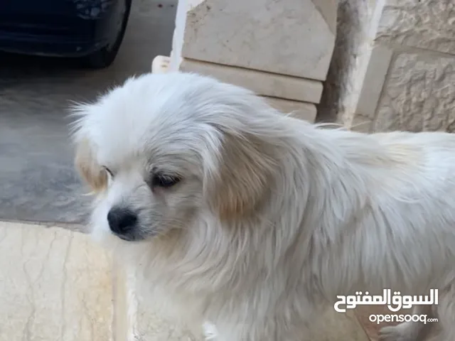 كلب زينه للبيع