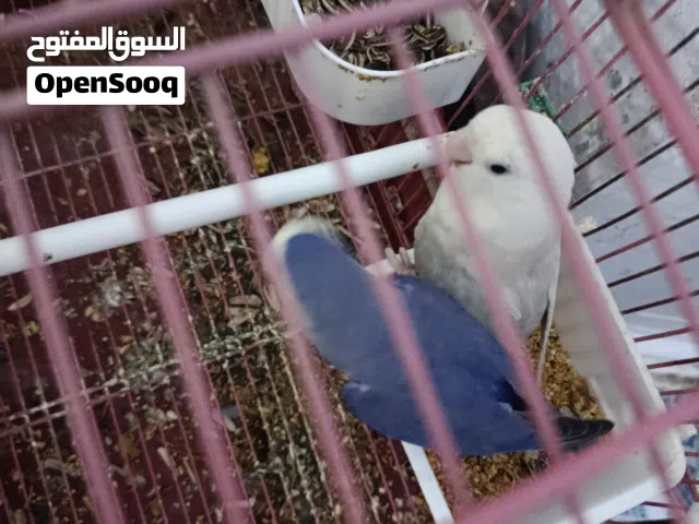 كوبيا بركديلو الله يبارك حجم ولون لبيع او تبديل