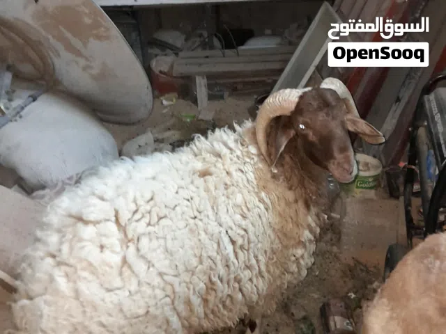 اضاحي عيد تبارك الرحمان يا تلحق يا لا