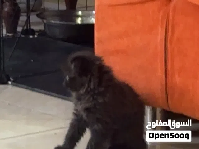 قطه سكوتش فولد بيور انثي
