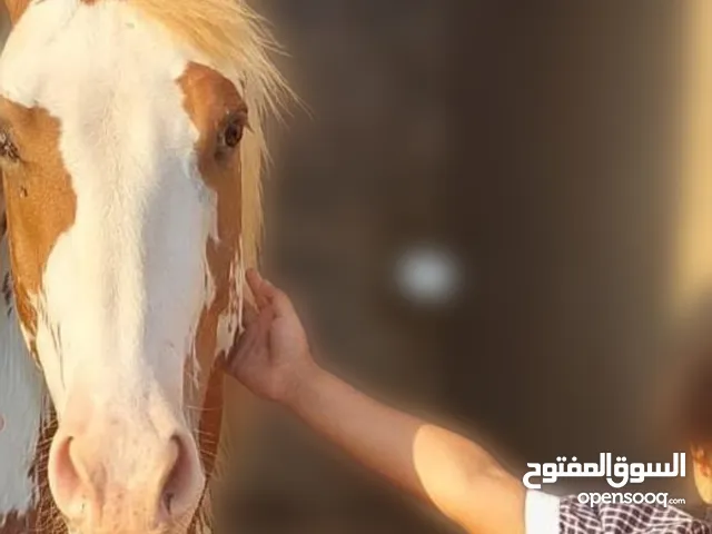 حصان فلسطينى(Stallion) للاقتناء و الركوب