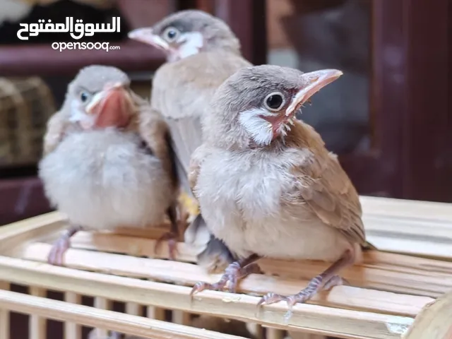 افراخ بلابل