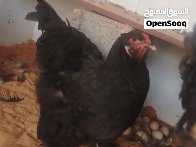 كوبيا برهماء ربي يبارك سعر ساوم