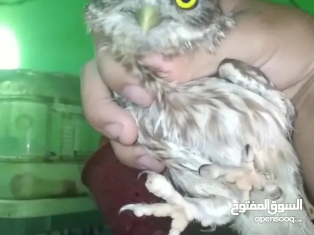 ذكر بومة للبيع