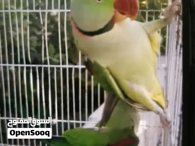 بيع بغبغاء نيبالي زوج