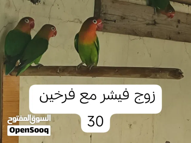 روز + فيشر