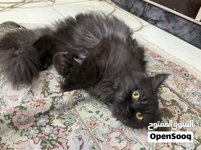 Doll-Face Persian 10 (months)