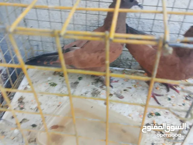 حمام للبيع دشش وبغداديات أتريد شلع تريد مفرد