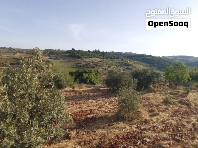 اطلالة نادرة في افضل اراضي سوف مشجرة زيتون و لوزيات