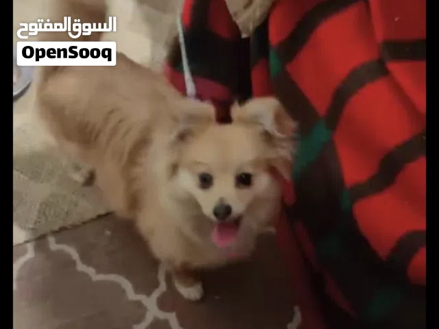 كلب بومرينيان