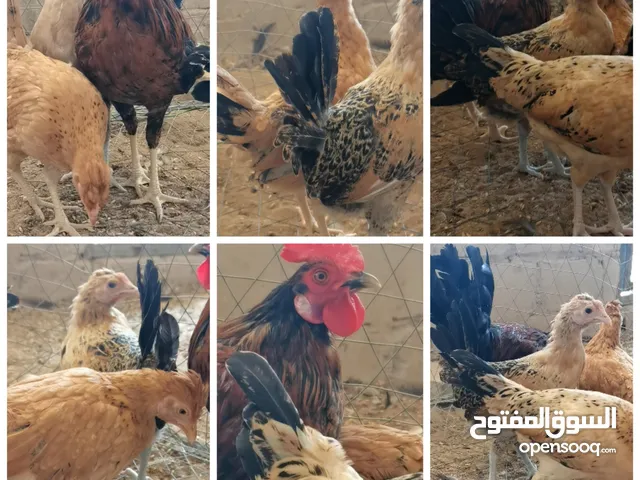 السلام عليكم  للبيع مجاميع دجاج عربي المجموعة 3 دجاجات وديك في قراب بيض وفي توه مبلش يبيض