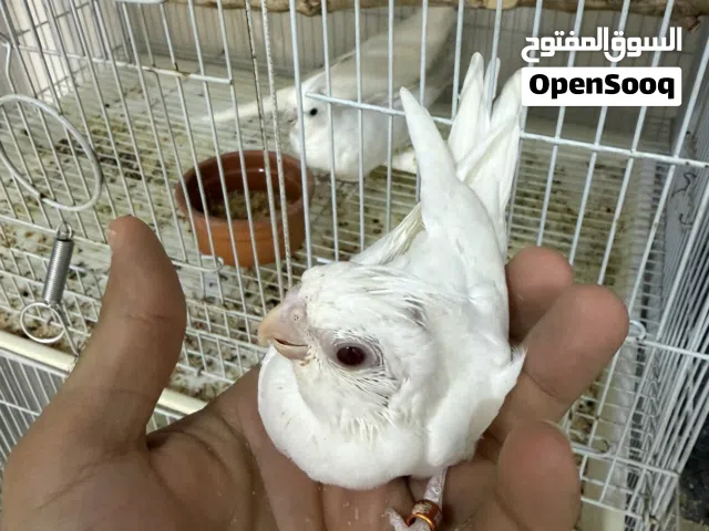 البيع طيور كوكتيل