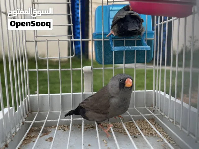 السلام عليكم كوبيا زيبرا شاروكل  ربي يبارك سعر 150دينار ريش مكان الخلة الفرجان