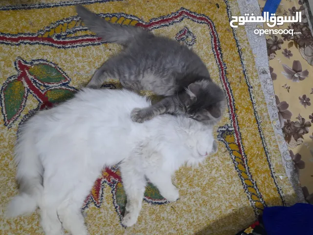 يتوفر قطط واحد عمرة سنتين هملايا عيون واسعه زرق والثاني سكوتش عمره 5 شهور لونه رصاصي لعوب ونظيف جدا