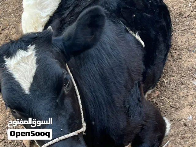 طروقه 8شهور ربي يبارك
