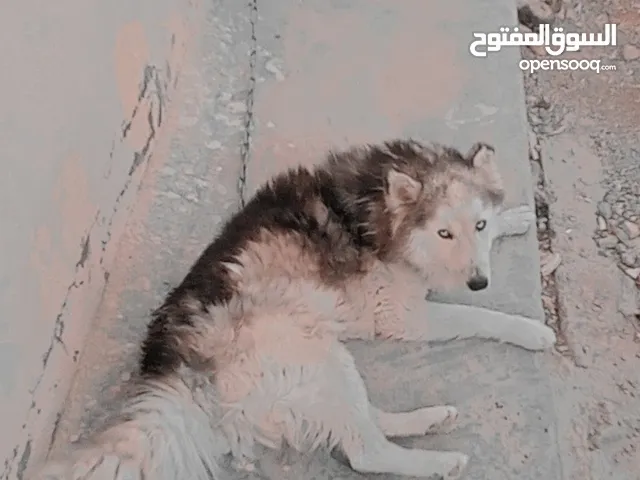 كلب البيع نوع بيور الاصلي كلب حلو وهادي بجنن