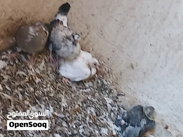 فروخ حمام لبيع
