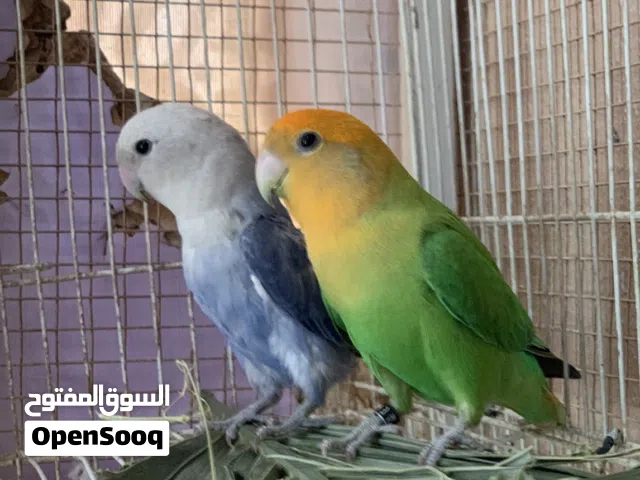 زوج روز للبيع شاهد الوصف