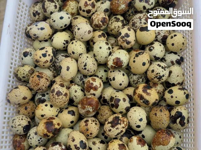بيض سمان  جاهز االاكل