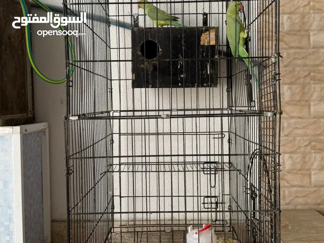 طيور متوووه