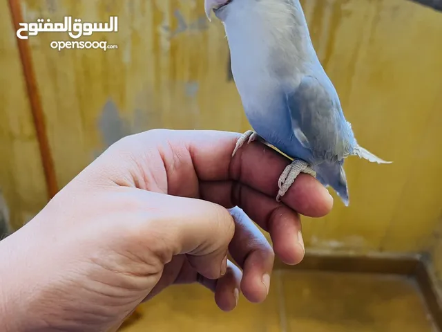 جوز روز اوبلين
