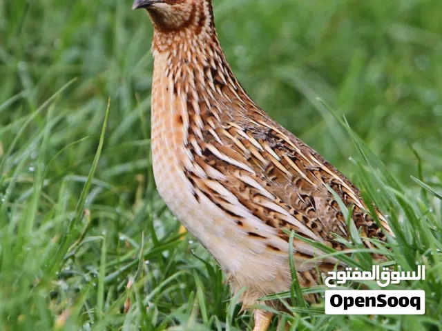 Quail available