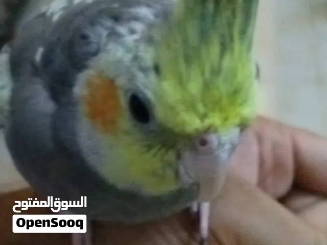 Cocktail Pearl Parrots, Home breed, vaccinated good health playful Al ain