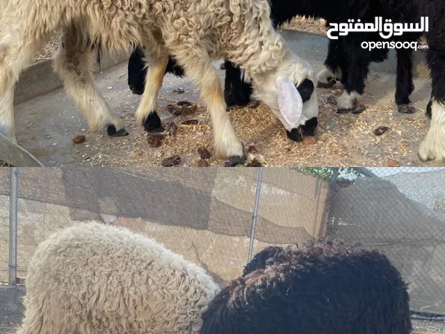 كبشان للبيع العمر 5/6 شهور العدد 3 البيع جمله 200 ريال المفرد 75 التواجد الرستاق
