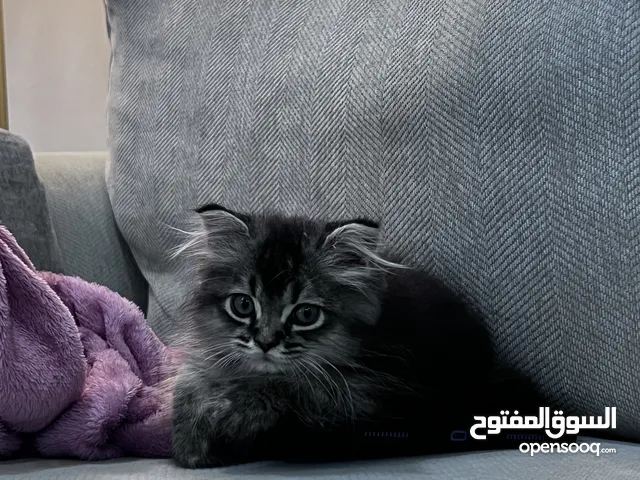 قط 50 يوم ذكر