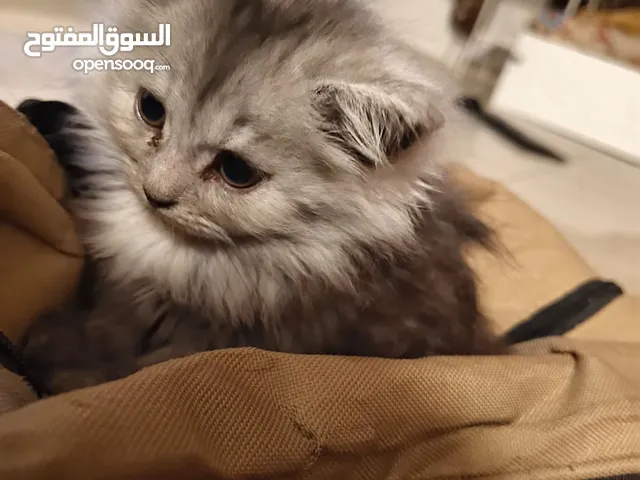 Turkish Angora Kitten for urgent sale.