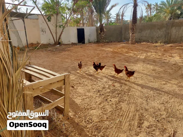 دجاج براهما عملاق + عتاتيق دجاج  رود للبيع