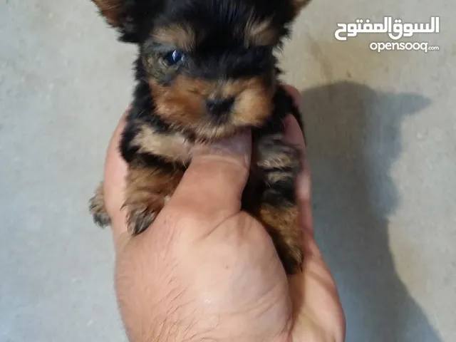 Tea cup Yorkie puppies Ready for new home with passport and microship