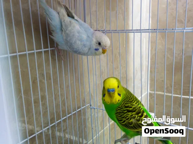 جوز عصافير الحب مع قفص