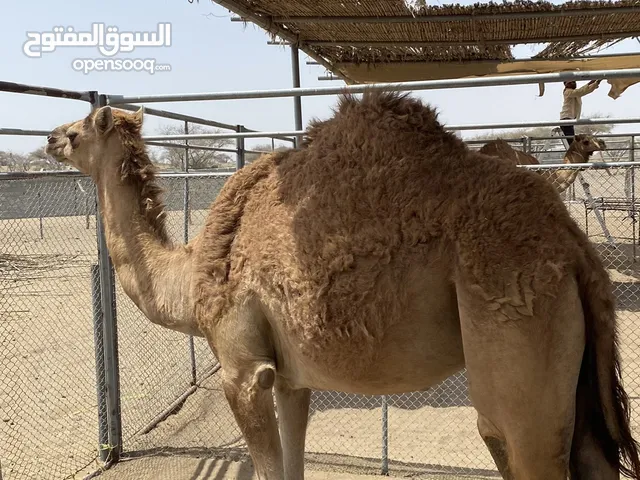 بكره سمين للبيع