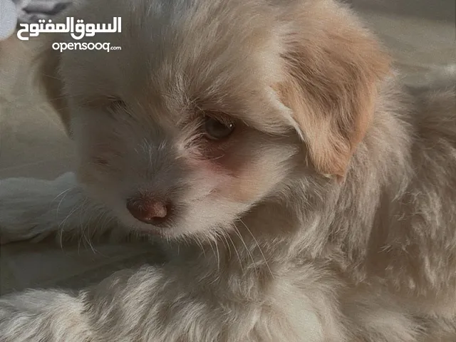 للبيع كلبه جولدن ريتفر مدربه / والسعر قابل للتفاوض+ يجي معها أغراضها مجاني