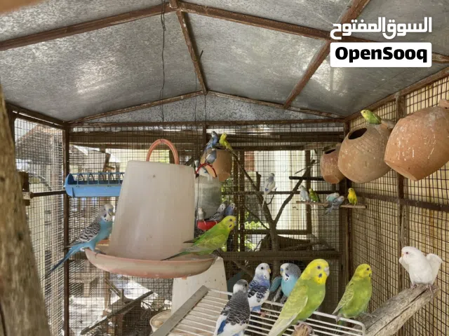 بادجي أنتاج محلي البيع بالجمله