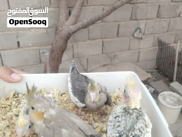 متاح افراخ كوكتيل للبيع